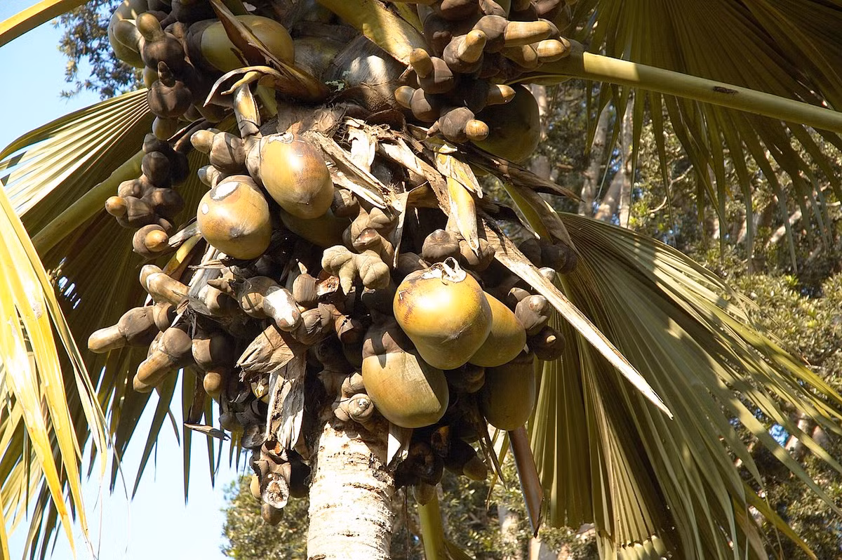 Dừa biển (Lodoicea maldivica) cao 30 mét, có nguồn gốc từ quần đảo Seychelle. Hạt của chúng to nhất trong giới thực vật.