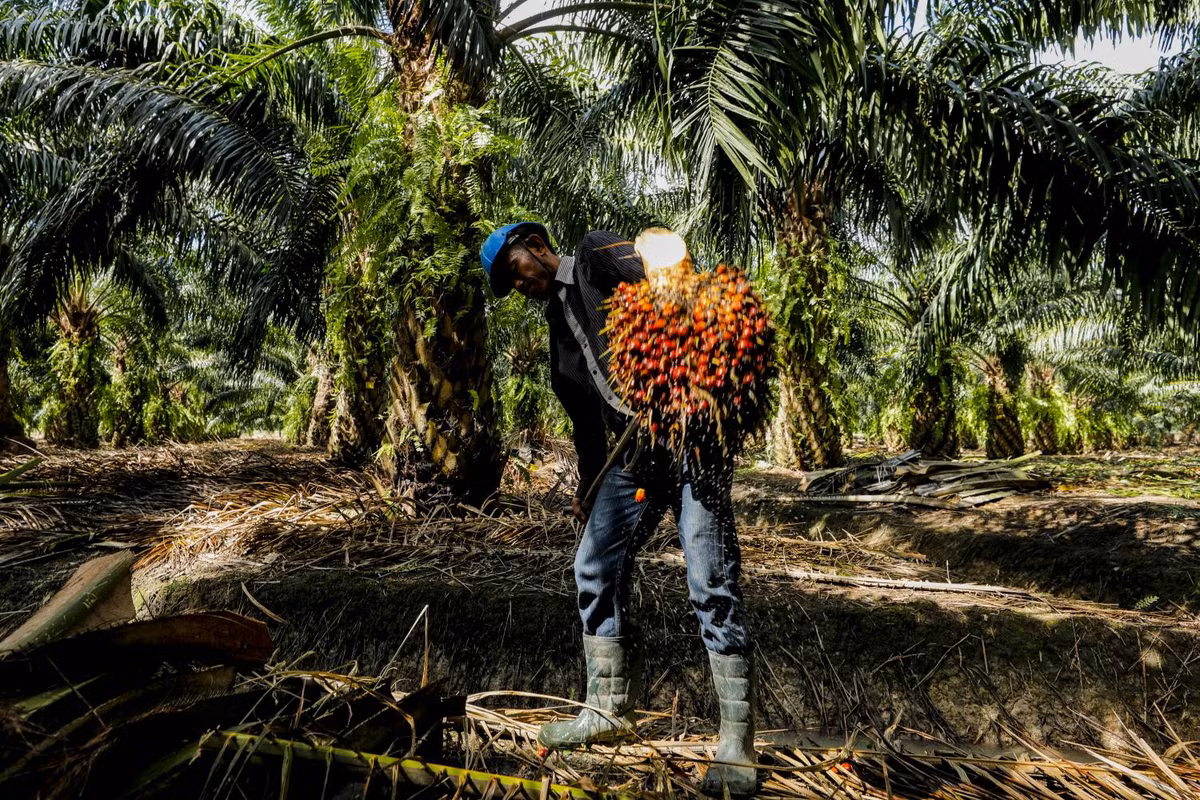 Cọ dầu châu Phi (Elaeis guineensis) cao 20 mét, là loài thực vật ở vùng đất thấp nhiệt đới ẩm châu Phi. Chúng được trồng với quy mô lớn ở các đồn điền ngoài vùng phân bố để lấy dầu chứa trong quả.