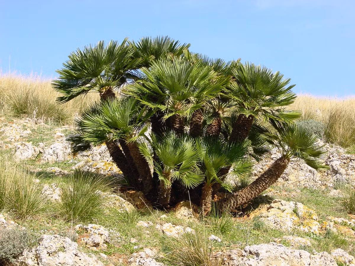 Cọ quạt châu Âu (Chamaerops humilis) cao 3 mét, mọc ở vùng ven Địa Trung Hải. Chúng có thể mọc ra các thân ngắn từ cùng một gốc.