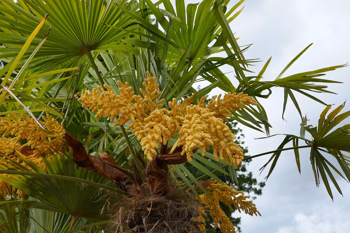 Cọ cảnh (Trachycarpus fortunei) cao 20 mét, có nguồn gốc từ miền Trung Trung Quốc. Chúng là cây đơn tính khác loài, có khả năng chịu lạnh hơn tốt so với đa phần các loài cây họ Cau.