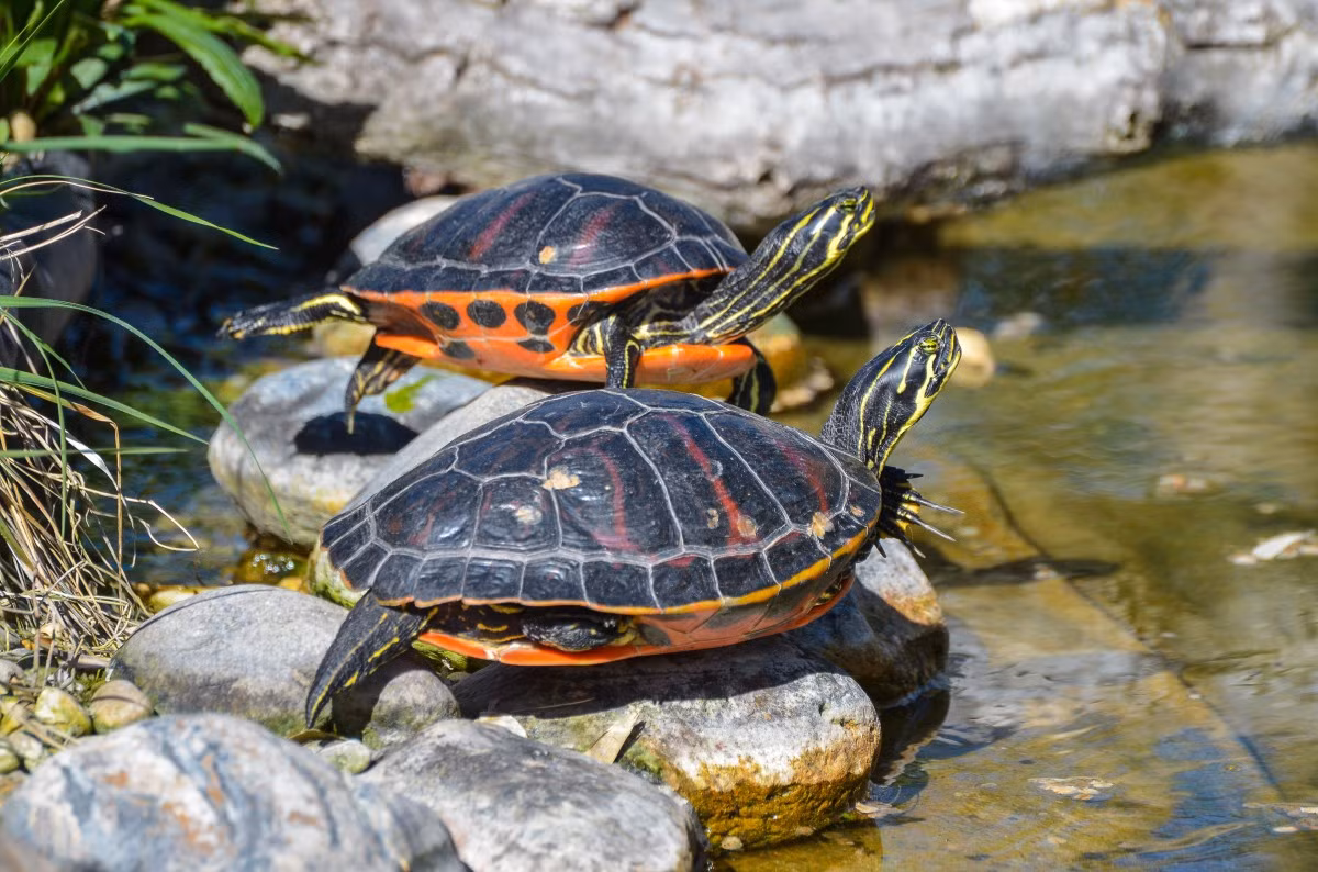 Rùa bụng đỏ Florida (Pseudemys nelsoni) dài 38 cm, là loài rùa nước đặc hữu của bang Florida, Mỹ. Sống trong hồ và những dòng suối chảy chậm, con đực của loài này dùng chân trước vuốt ve đầu con cái khi ve vãn.