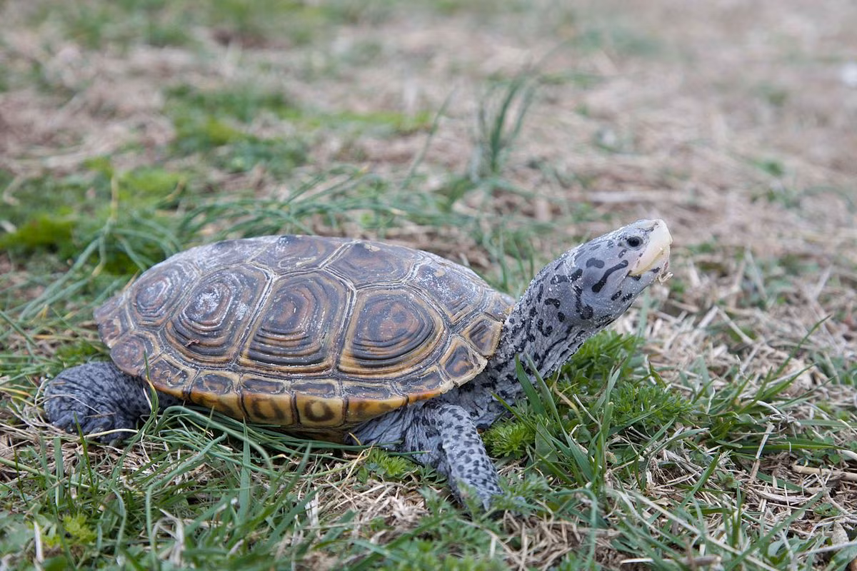Rùa vân lục giác (Malaclemys terrapin) dài 23 cm, là loài rùa đầm lầy hoạt động trong nước lợ ở miền Đông Bắc Mỹ. Chúng có hàm khỏe, thích nghi với việc ăn giáp xác và động vật thân mềm.