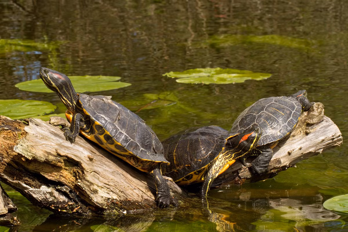 Rùa tai đỏ (Trachemys scripta elegans) dài 28 cm, phân bố ở Bắc Mỹ. Là sinh vật cảnh được mua bán phổ biến, chúng đã định cư tại nhiều sinh cảnh mới khắp châu Âu và châu Á, trở thành loài xâm lấn ở nhiều nơi.