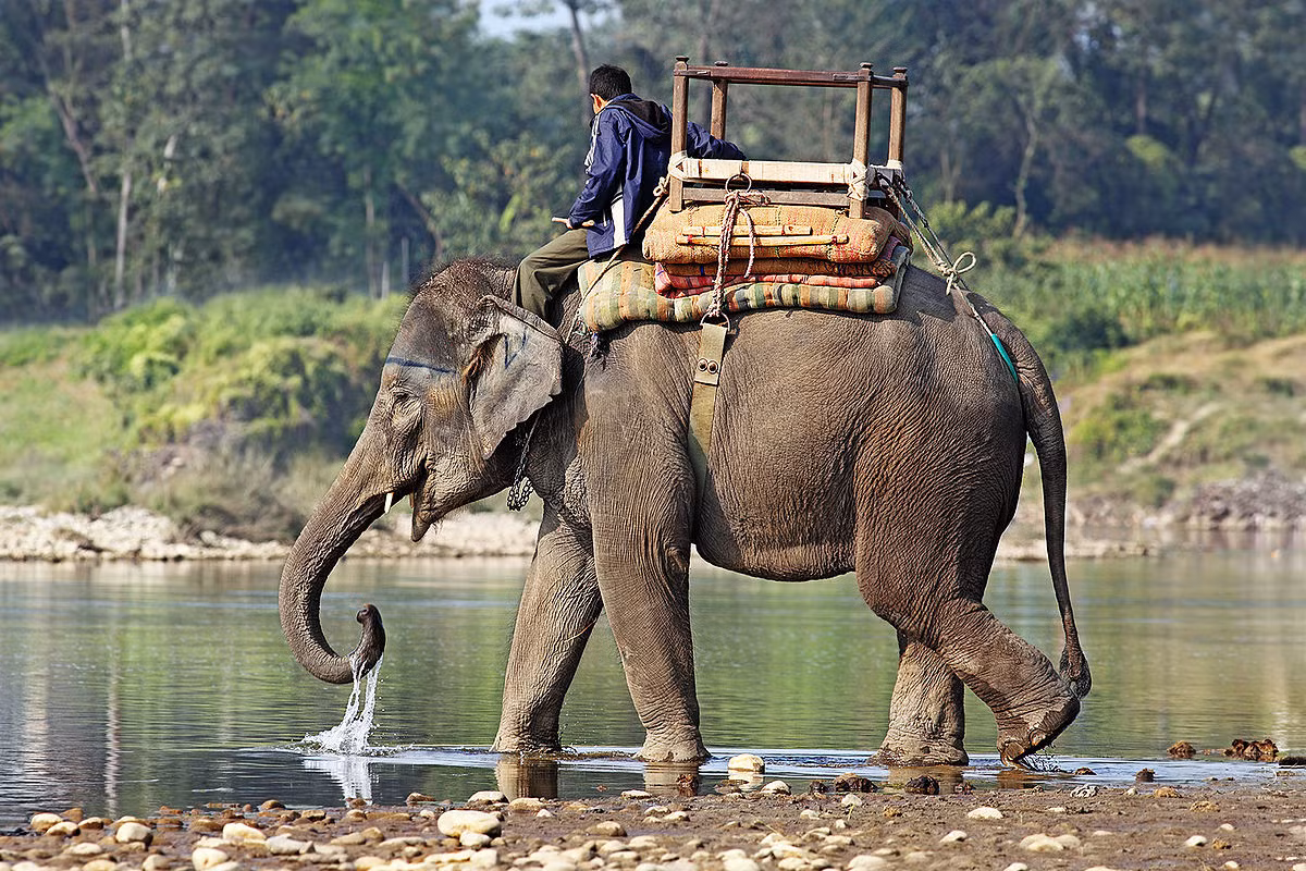 Voi châu Á (Elephas maximus) có chiều cao 2-4 mét, nặng 3-5 tấn, gồm 4 nòi sinh sống ở các khu vực khác nhau ở châu Á. Voi Ấn Độ (Elephas maximus indicus) được coi là nòi điển hình của loài voi này, phân bố ở lục địa Ấn Độ và phần đất liền của Đông Nam Á. Phần lớn voi Ấn Độ đực có ngà, còn con cái thì không có.