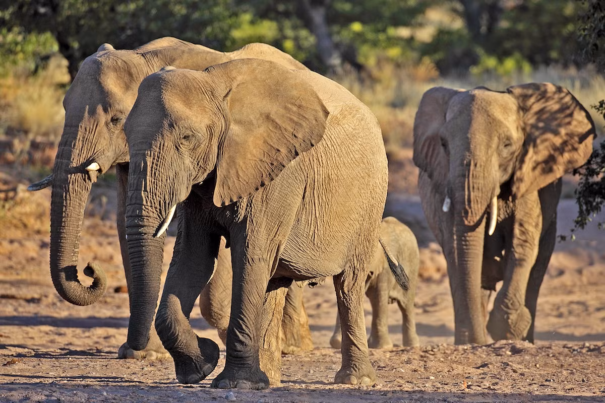 Voi sa mạc chỉ có ở Namibia và Mali, từng được cho là một nòi (phân loài) của voi đồng cỏ châu Phi. Việc sinh sống trong sa mạc khô cằn khiến chúng có một số đặc điểm thích nghi với môi trường sống như bàn chân tương đối rộng hơn, chân dài hơn, cùng thói quen di chuyển giữa các hồ nước. Theo các nghiên cứu mới nhất thì voi sa mạc và voi đồng cỏ lthuộc cùng một nòi.