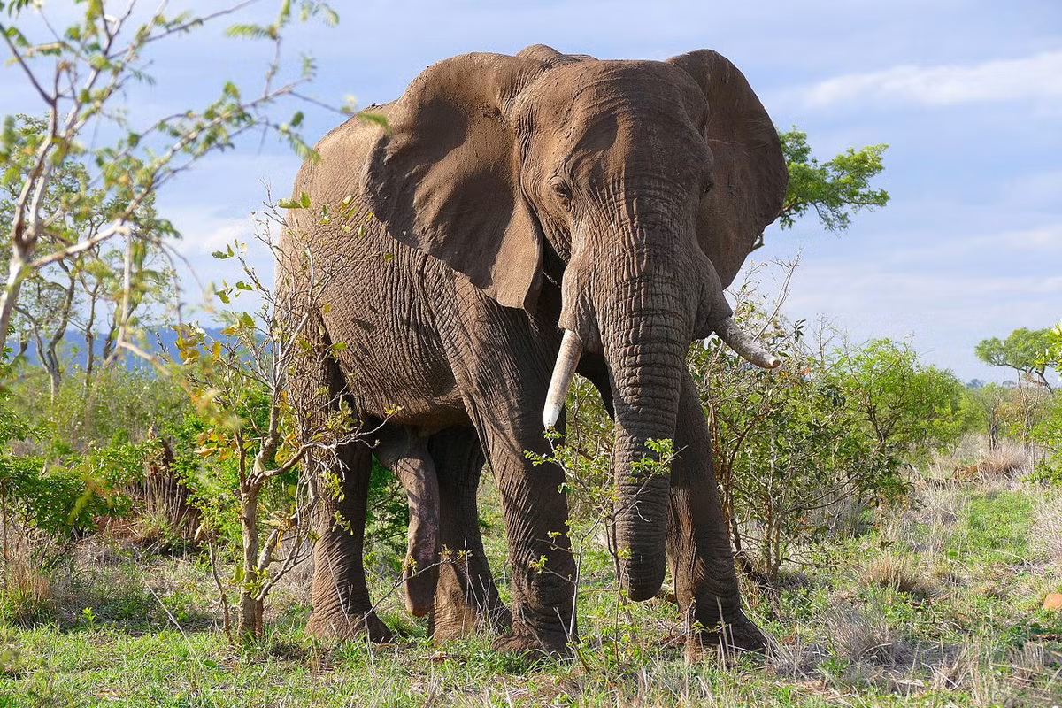  Voi đồng cỏ châu Phi (Loxodonta africana) cao 3-3,6 mét, nặng 4-6 tấn, sinh sống trên các thảo nguyên châu Phi. Là loài voi lớn nhất, chúng hầu như không có kẻ thù trong tự nhiên. Cả voi đực và voi cái đều có ngà cong, dài.