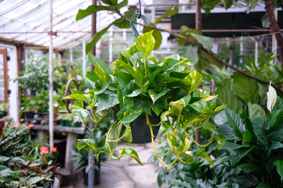 Trầu bà vàng (Epipremnum aureum) dài 20 mét, có nguồn gốc từ đảo Mo'orea thuộc quần đảo Société ở Nam Thái Bình Dương, sau này được du nhập và trồng ở nhiều nơi khác để làm cây cảnh. Ở vùng nhiệt đới, đôi khi chúng phát tán ra môi trường và trở thành loài cây xâm hại.