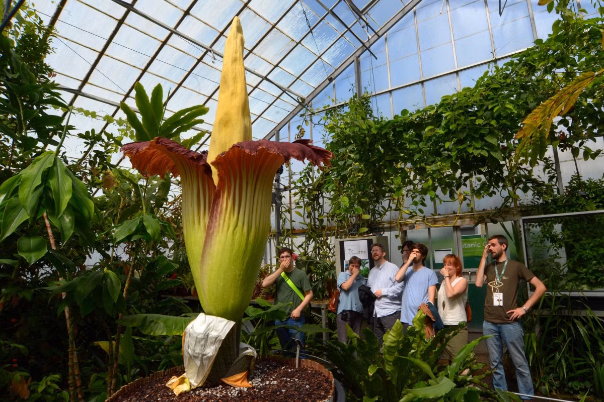 Nưa khổng lồ Sumatra (Amorphophallus titanum) cao 6 mét, là loài cây đặc hữu ở miền Tây đảo Sumatra, Indonesia, đã được đưa đến các vườn thực vật khắp thế giới. Sau khi bông hoa khổng lồ có mùi thối héo úa, loài ráy này sẽ mọc chiếc lá duy nhất có hình dáng giống cây đủ đủ, tồn tại rất lâu.