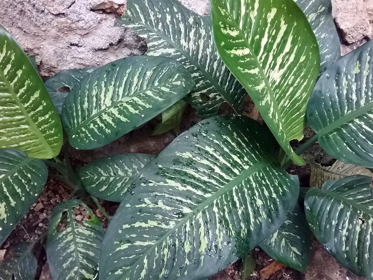 Môn trường sinh (Dieffenbachia seguine) cao 3 mét, có nguồn gốc từ rừng nhiệt đới châu Mỹ. Chúng đã được lai tạo thành nhiều giống có kiểu lá bắt mắt để làm cây cảnh trong nhà.