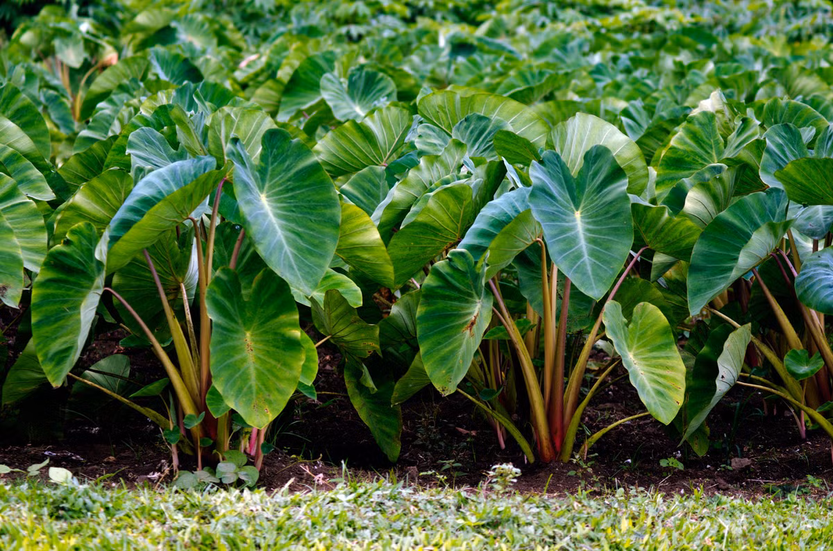 Môn nước hay khoai môn (Colocasia esculenta) cao 2 mét, là cây bản địa vùng nhiệt đới châu Á - Thái Bình Dương. Chúng đã được trồng rộng rãi từ thời cổ đại để thu hoạch củ ăn được.