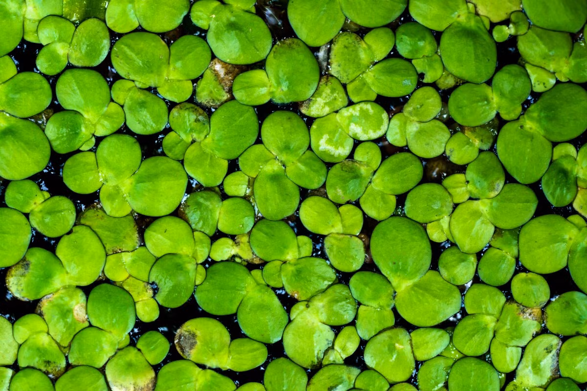 Bèo tấm (Lemna gibba) dài 5 mm, trôi nổi ở các vùng nước ấm khắp thế giới. Dù hình thái rất khác các loài ráy điển hình, chúng vẫn là một loài cây thuộc họ Ráy.