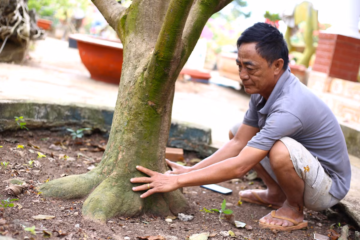 "Lộ diện" những cây mai vàng giá 1-3 tỷ ở Bà Rịa-Vũng Tàu - Hình 9 "Lộ diện" những cây mai vàng giá 1-3 tỷ ở Bà Rịa-Vũng Tàu ảnh 9
