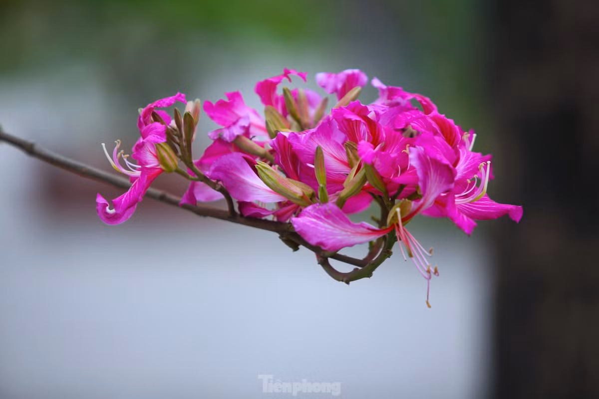 Dep nao long con duong hoa ban o Truong Bon-Hinh-7