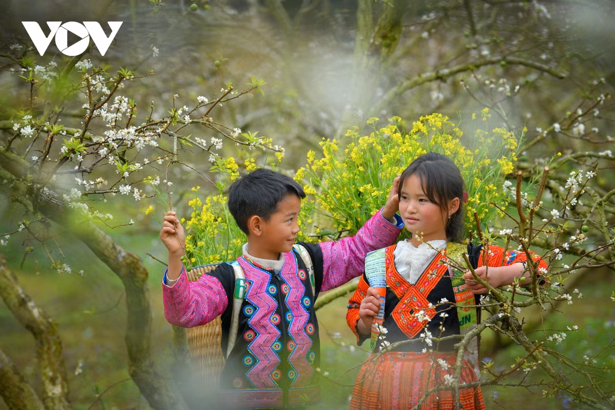 Những đứa trẻ vùng cao khoác trên mình quần áo sặc sỡ, vô tư vui đùa trên những cây mận đang nở hoa trắng xoá.