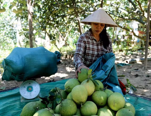 Những ngày này, các nhà vườn tại phường Thủy Biều bắt đầu thu hoạch. Nhiều vườn tấp nập người dân và thương lái tìm đến mua loại đặc sản này.