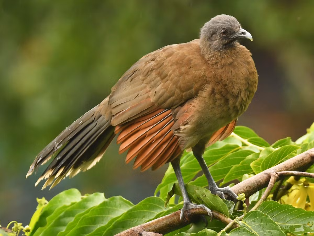 Gà chachalaca đầu xám (Ortalis cinereiceps) dài 46 cm, sống trong các sinh cảnh nhiều bụi cây trải dài từ Honduras đến Colombia. Các loài gà chachalaca đều có màu nâu. Tên gọi của chúng được đặt theo tiếng kêu đặc trưng.
