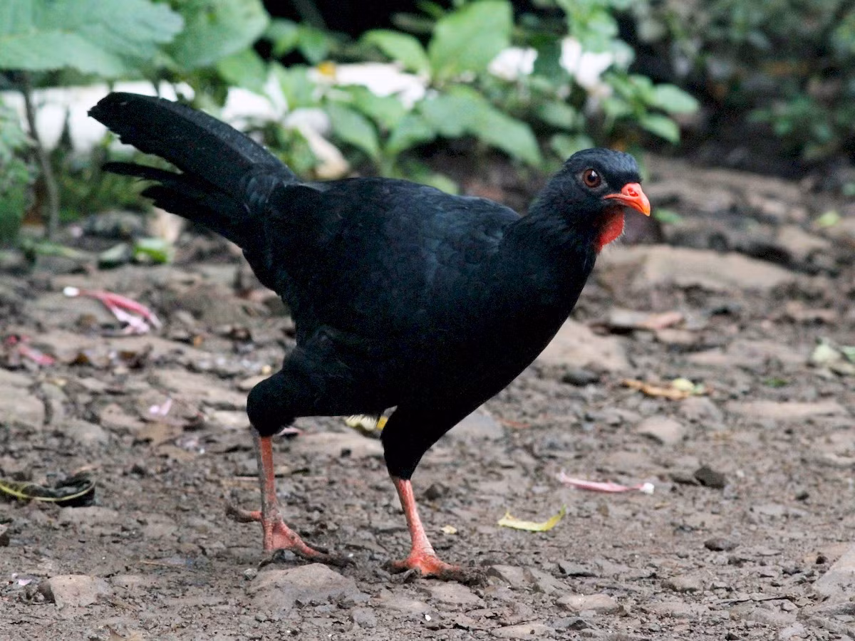 Gà guan cao nguyên (Penelopina nigra) dài 59-65 cm, phân bố ở Trung Mỹ. Loài này sống trên mặt đất nhiều hơn các loài gà guan khác. Chúng có lẽ là loài duy nhất trong họ Gà cây châu Mỹ làm tổ trên mặt đất.