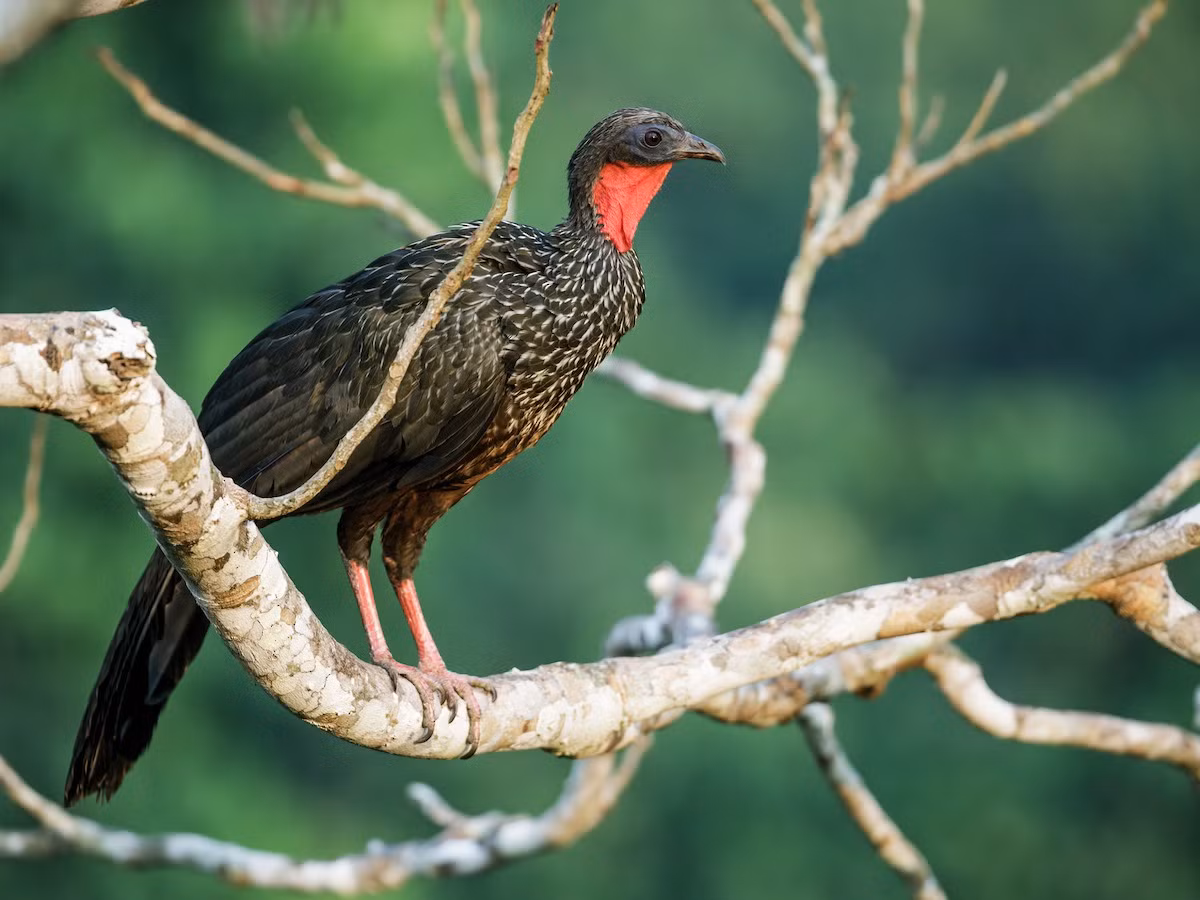 Gà guan Spix (Penelope jacquacu) dài 66-76 cm, phổ biến ở phía Tây Bắc của lục địa Nam Mỹ. Chúng thuộc nhóm gà guan màu nâu có yếm cổ màu đỏ đặc trưng. Loài này có tiếng gọi bạn tình khá ầm ĩ.