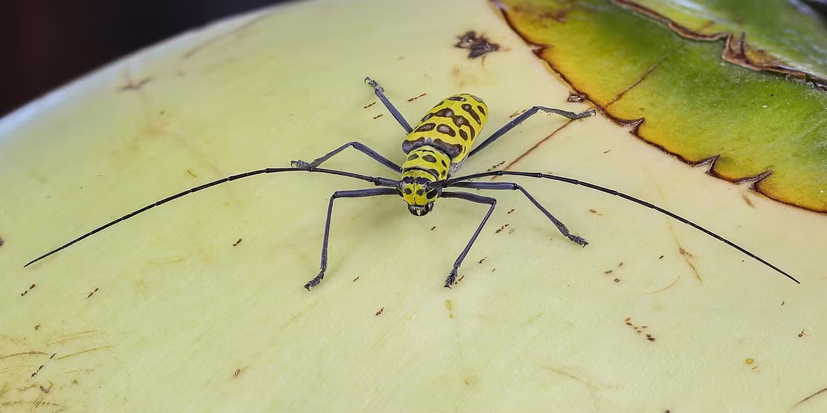 Xén tóc (Gerania bosci) dài 1,5-2 cm, sinh sống ở Nam Á và Đông Nam Á. Loài này có những đôi chân dài bất thường, gần giống như nhện, khiến chúng trở nên đặc biệt và được các nhà sưu tập côn trùng ưa chuộng.