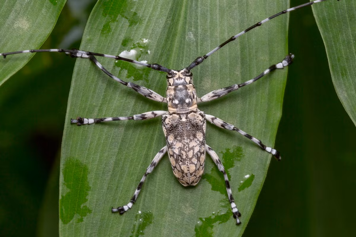 Xén tóc đốm trắng (Palimna annulata) dài 2,5 cm, là loài xén tóc bản địa Đông Nam Á. Màu sắc cơ thể của loài này giúp chúng ngụy trang tốt trên thân một số loài cây gỗ trong khu vực.