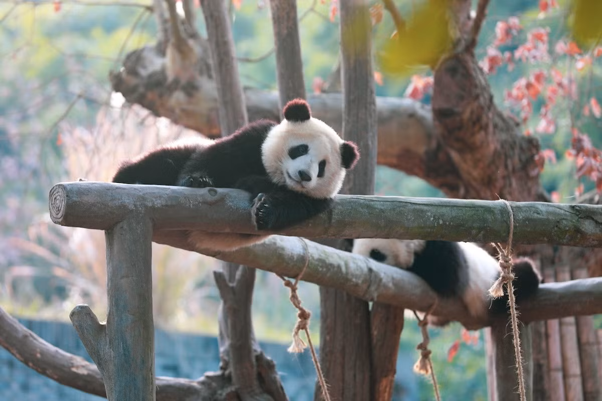 Ngoài quần thể tự nhiên, còn có vài trăm cá thể gấu trúc sống trong điều kiện nuôi nhốt ở Trung Quốc và hàng chục nước khác trên thế giới. Nhiều con trong số đó là quà tặng ngoại giao của Trung Quốc, thường được quốc tế biết đến như chính sách “ngoại giao gấu trúc”.