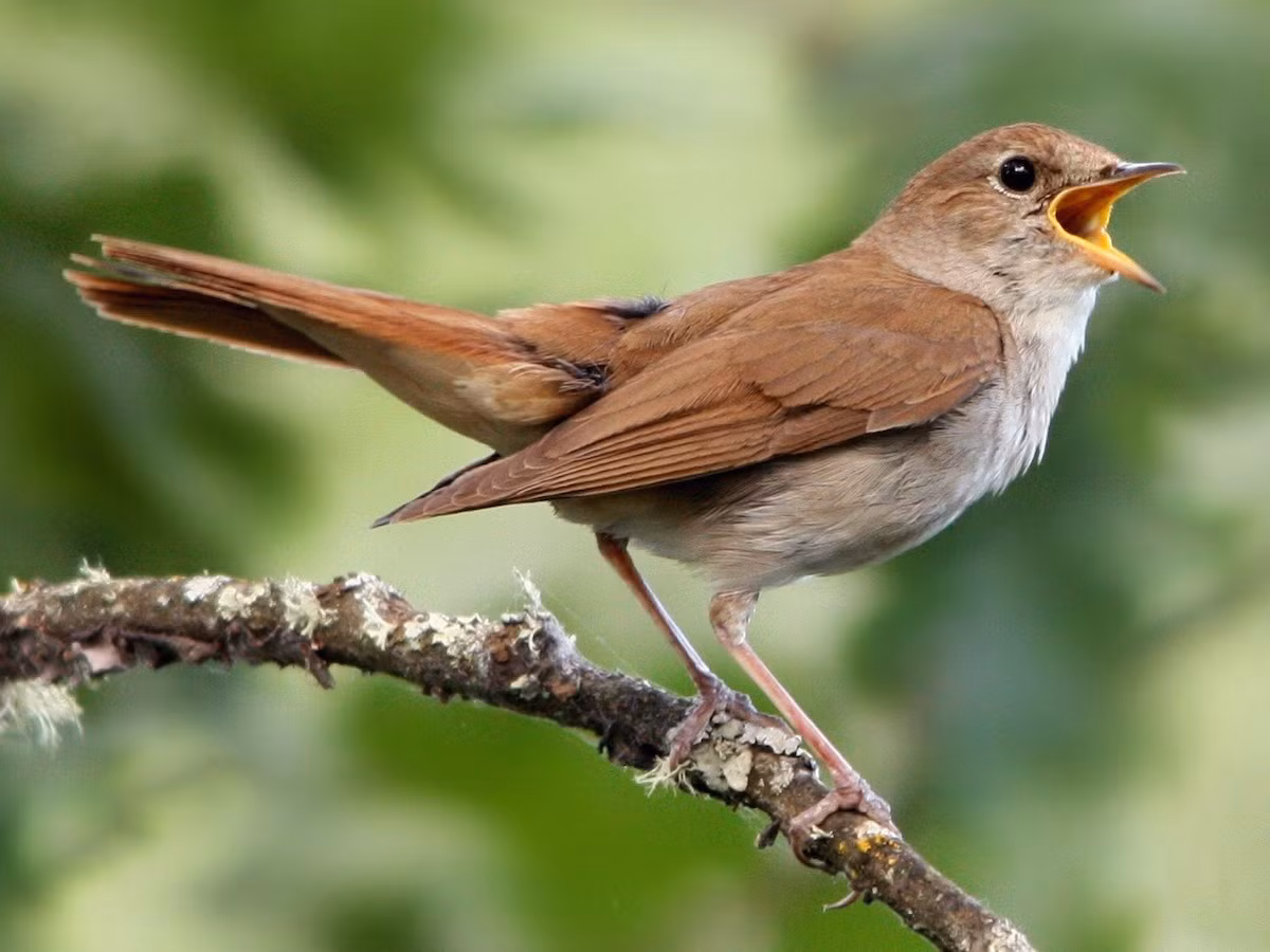  Quốc điểu Croatia: Dạ oanh (Luscinia megarhynchos). Ảnh: eBird.