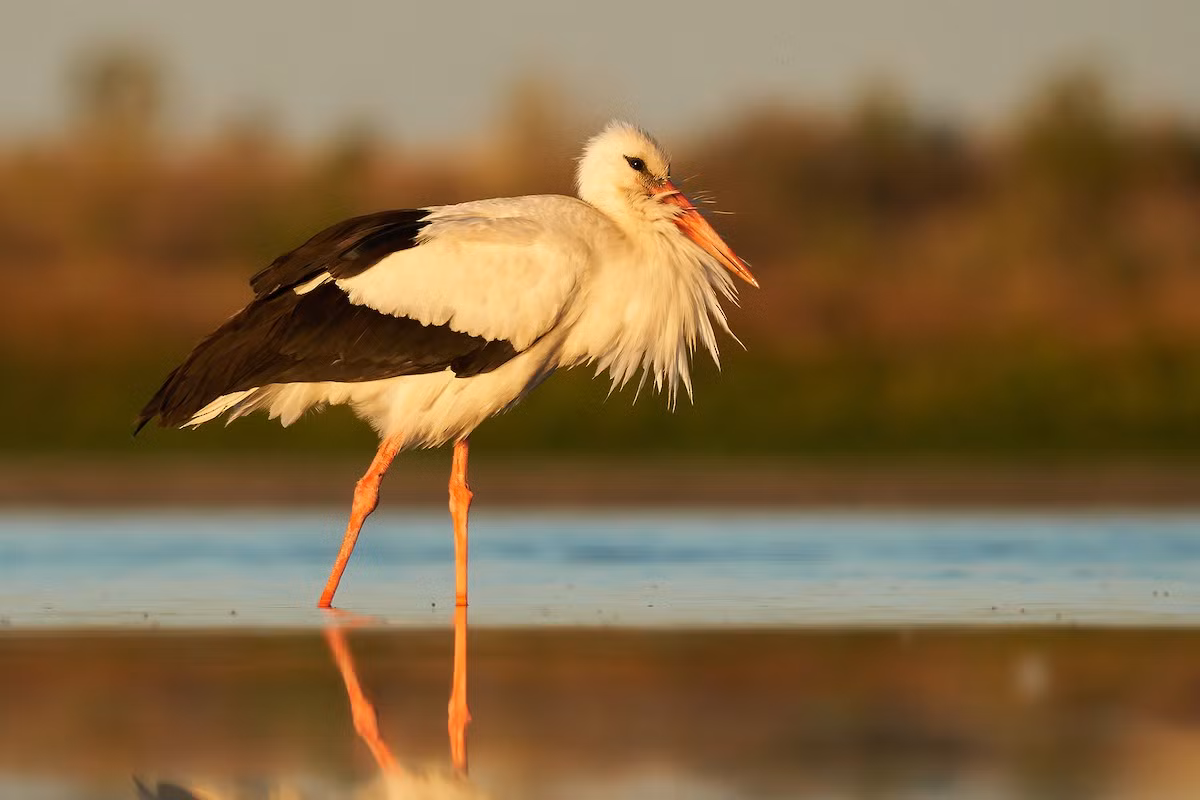  Quốc điểu Đức: Hạc trắng (Ciconia ciconia).