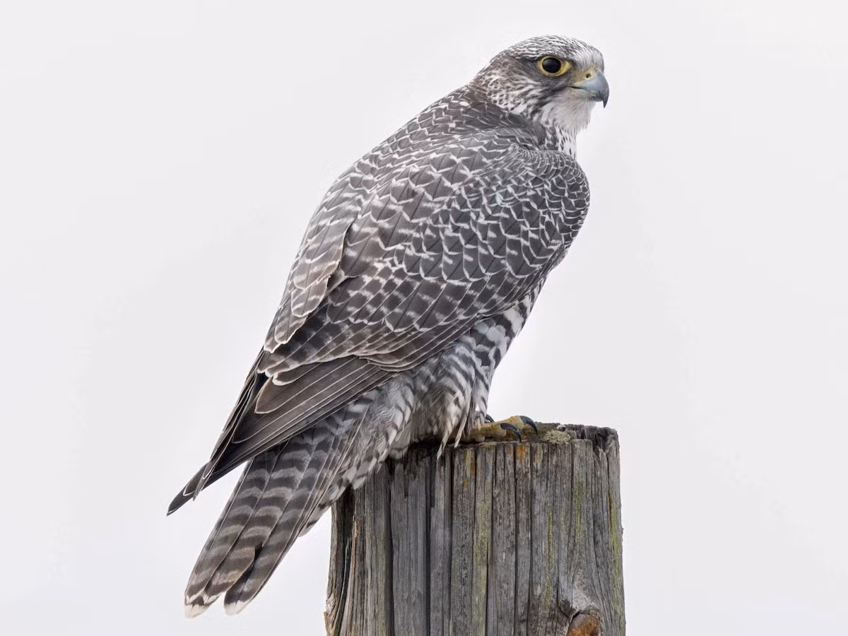  Quốc điểu Iceland: Cắt Bắc Cực (Falco rusticolus).