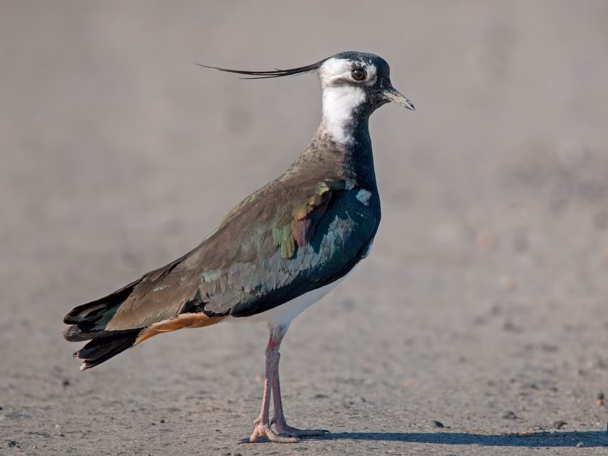  Quốc điểu Ireland: Te mào (Vanellus vanellus).