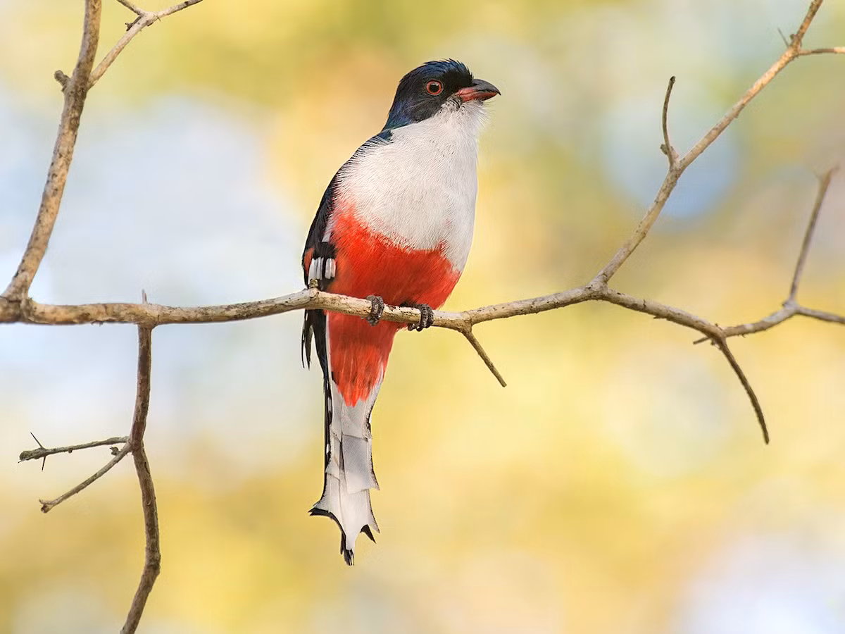 Quốc điểu Cuba: Nuốc Cuba (Priotelus temnurus).
