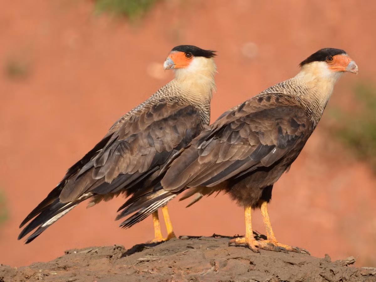  Quốc điểu Mexico: Cắt Caracara có mào (Caracara plancus).