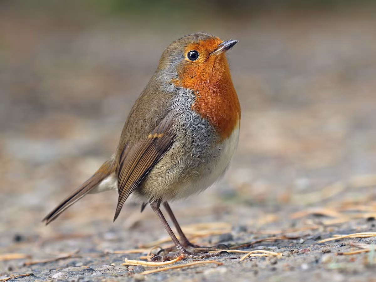  Quốc điểu Liên hiệp Anh: Oanh châu Âu (Erithacus rubecula).