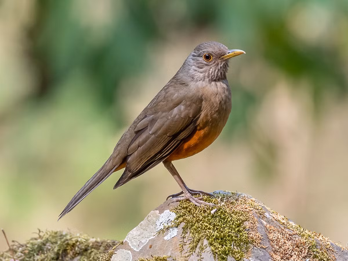  Quốc điểu Brazil: Hoét bụng nâu đỏ (Turdus rufiventris).