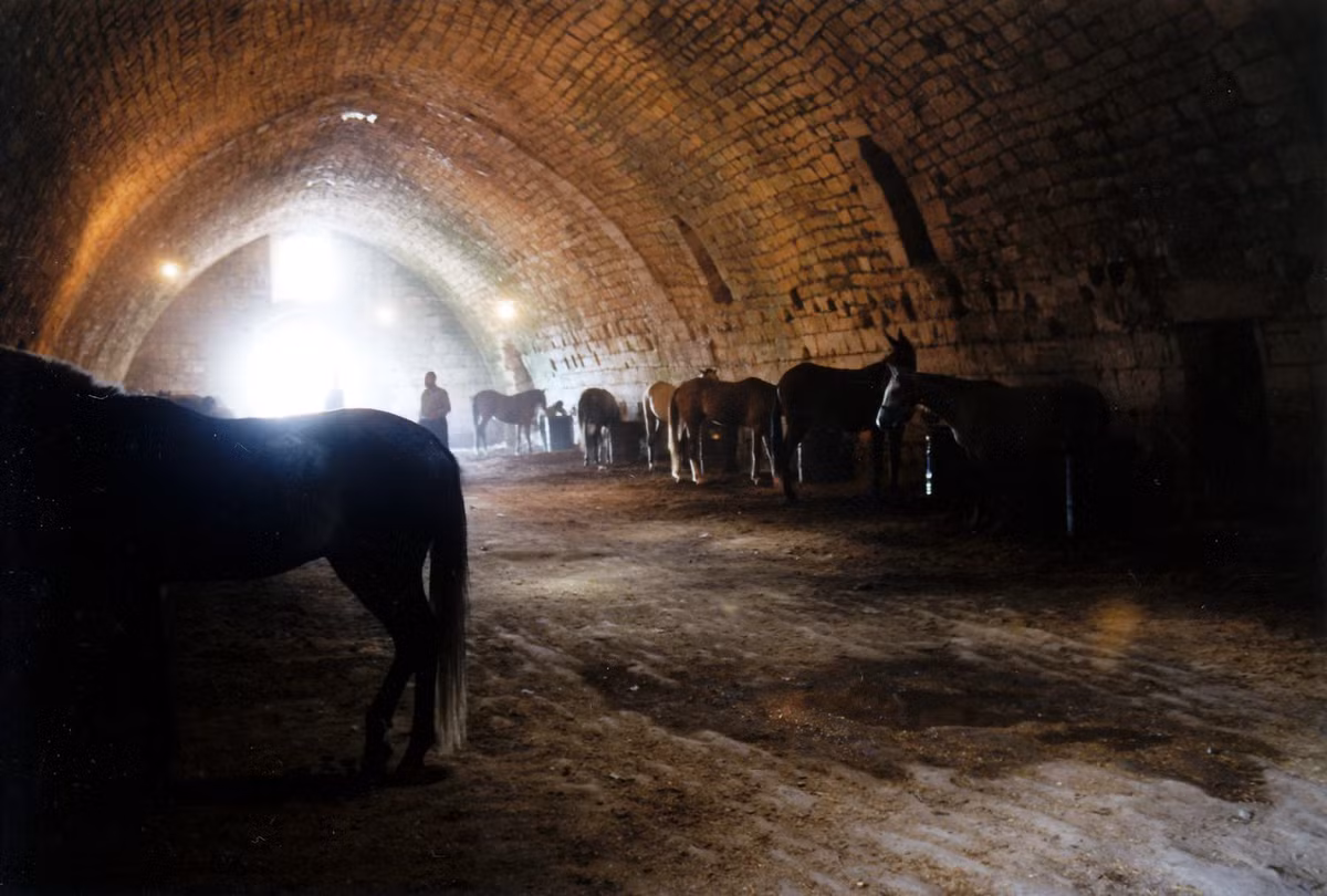 Gia súc trú ẩn ở lâu đài Krak des Chevaliers, di tích thời Thập Tự Chinh ở thành phố Homs, tỉnh Homs.