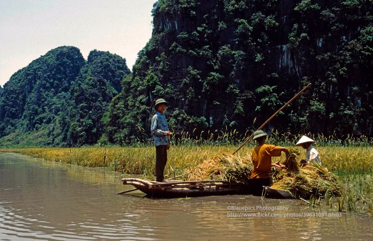 Gặt lúa giữa mênh mông sóng nước.