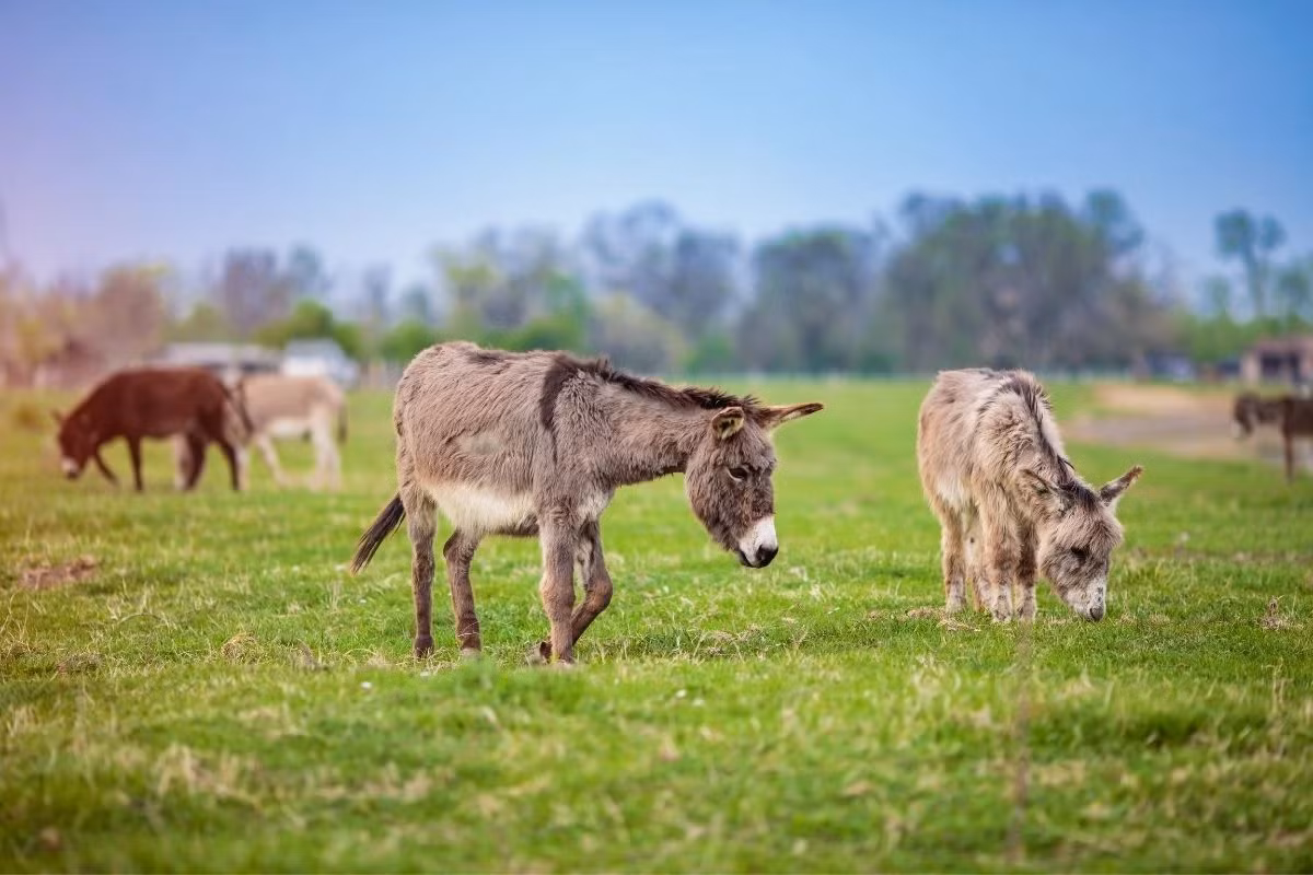 Lừa nhà (Equus africanus asinus) được thuần hóa khoảng năm 3.000-4.000 TCN, ngày nay phổ biến toàn cầu. Chúng có tính cách ương bướng và khả năng thồ hàng rất tốt. Lừa nhà có thể được coi là phân loài của lừa hoang châu Phi, hoặc loài riêng với tên khoa học là Equus asinus.
