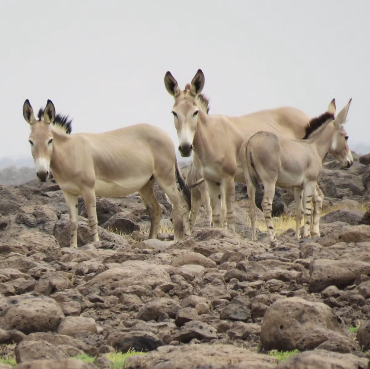 Có hai phân loài lừa hoang châu Phi, là lừa hoang Nubia và lừa hoang Somali, đều thuộc diện Cực kỳ nguy cấp. Phân loài Somali có sọc ở chân như ngựa vằn.