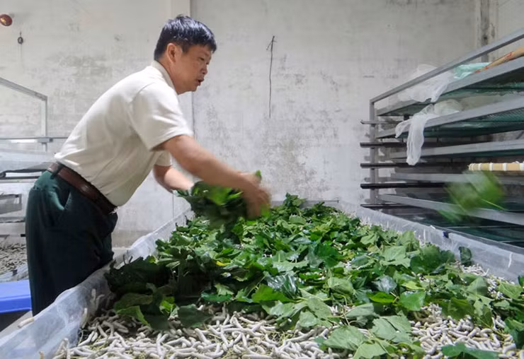Trước đây, tằm thịt chủ yếu phục vụ người dân địa phương thì đến nay, ngày càng có nhiều người thành phố biết đến và đặt mua tằm
