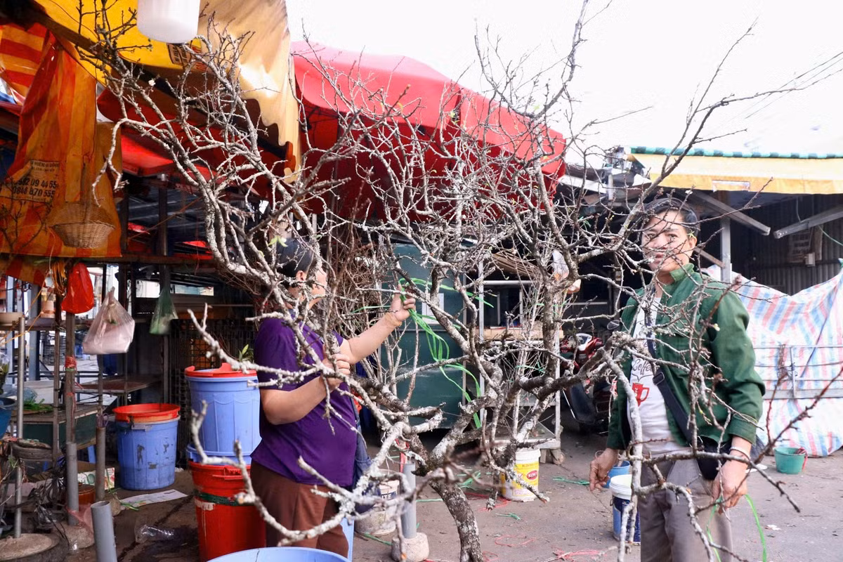 Man, dao Tay Bac no som hut khach cho hoa Quang An, Ha Noi-Hinh-7