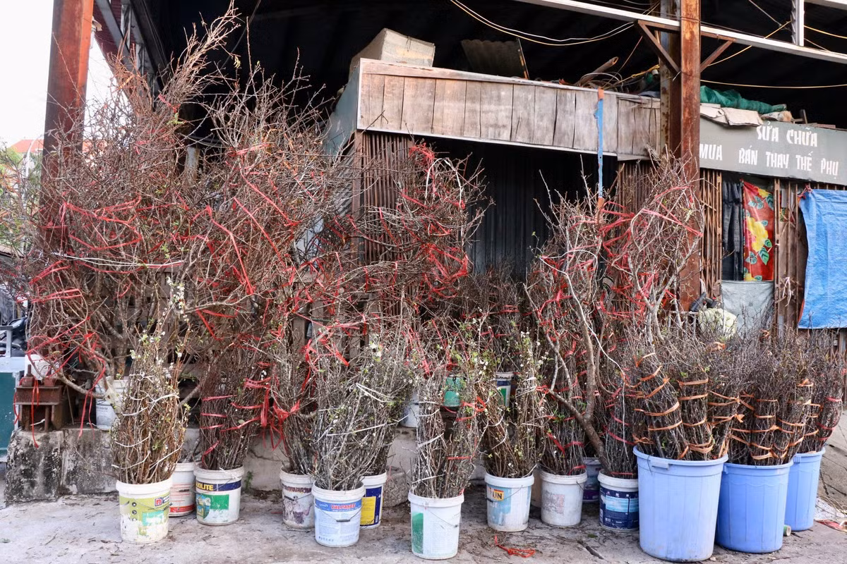 Man, dao Tay Bac no som hut khach cho hoa Quang An, Ha Noi