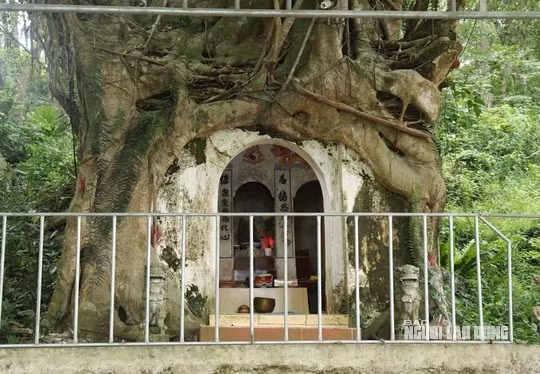 Ông được đưa lên khu đất này mai táng tạm, sau đó đưa về Huế. Người dân địa phương sau đó cho dựng ngôi miếu này để thờ cúng, tưởng nhớ và đây trở thành điểm sinh hoạt tín ngưỡng của người dân địa phương"- ông Thơm thông tin. Ảnh: Ngôi miếu nằm trọn trong bộ rễ khổng lồ của cây sanh tại thôn Bồng Sơn, xã Tượng Sơn, huyện Nông Cống.