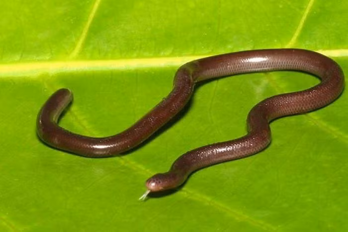 4. Rắn giun. Rắn giun (Ramphotypholops braminus) là một loài rắn thực thụ nhưng lại có hình dáng giống như một con giun. Do tập tính sống trong đất nên mắt rắn giun thoái hóa, chỉ còn một chấm nhỏ hầu như không có tác dụng thị lực (vì vậy nhiều nơi còn gọi chúng là rắn mù). Rắn giun có màu nâu đen gần giống màu giun đất nhưng sậm hơn.
