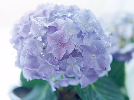 Hoa cẩm tú cầu (hoa đĩa). Hoa cẩm tú cầu với những đóa hoa hình cầu màu hồng, trắng, xanh rất đẹp ta vẫn thấy được trồng làm cảnh thật ra không phải là loài cây hiền lành. Cả lá và hoa cẩm tú cầu đều có chứa độc tố. Trong lịch sử, nữ hoàng Cleopatra đã từng ép người hầu tự tử bằng loài hoa này. Do đó, nếu sơ ý ăn phải độc tố này có thể lập tức bị ngứa ngáy, nôn ói, đổ mồ hôi và đau bụng dữ dội. Nghiêm trọng hơn có thể dẫn tới hôn mê, co giật, rối loạn tuần hoàn máu.