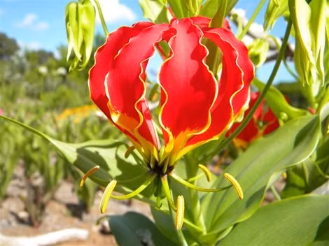 Hoa ngoắt nghẻo. Tên khoa học là Gloriosa superba. Củ và hạt cây có chất kịch độc Colchicine và một số alkaloid khác mà nếu ăn vào sẽ gây tê lưỡi, làm cho cơ thể mất cảm giác, nặng thì hôn mê và nếu không xử lý kịp thời sẽ dẫn đến tử vong.