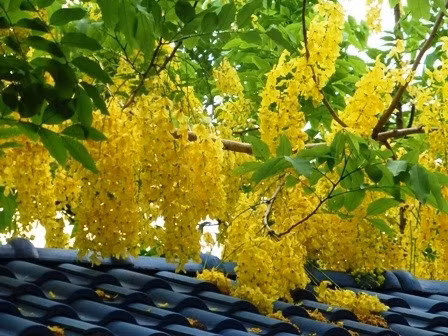 Muồng hoàng yến (hoa bò cạp vàng, hoa osaka). Cũng là loài cây hoa cảnh họ đậu, muồng hoàng yến là cây thân gỗ, tán tròn. Hoa nở vàng thành từng chùm rực rỡ từ tháng 6 đến tháng 9 hàng năm. Chùm hoa dài, rủ xuống, dài 20-40 cm, cụm hoa lớn. Trái muồng hoàng yến dài, trong có hạt hình trái xoan. Cả hoa, lá, quả và hạt muồng hoàng yến đều có chất độc, nếu ăn phải sẽ gây ngộ độc.