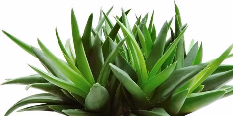 Lô hội (nha đam). Đây là loài cây rất quen thuộc, được dùng rộng rãi để chăm sóc sắc đẹp, nấu chè v.v… Tuy nhiên, loại cây này được các thầy thuốc Đông y xếp vào loại thuốc tẩy xổ, trục thủy. Những người bị bệnh tim không nên dùng lô hội vì sẽ có nguy cơ gây loạn nhịp tim. Nhựa lô hội nếu dùng liều cao có thể gây ngộ độc, ngứa sần da, choáng váng, xuất huyết tiêu hóa. Đặc biệt phụ nữ có thai không nên sử dụng lô hội vì nó tiềm ẩn nguy cơ gây sảy thai.