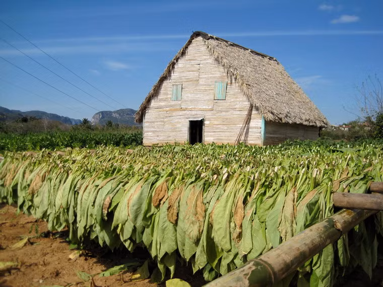 Nông sản chính ở khu vực này là thuốc lá, nguyên liệu cho loại xì gà danh tiếng toàn cầu của Cuba.