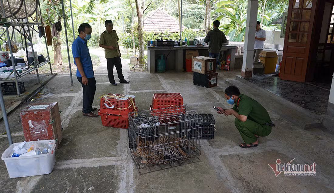 Sáng nay (22/3), Vườn Quốc gia Pù Mát phối hợp với các cơ quan chức năng của tỉnh Nghệ An và Trung tâm Bảo tồn động vật hoang dã tại Việt Nam (SVW) làm lễ ký kết bàn giao 7 cá thể hổ Đông Dương cho Vườn Quốc gia Phong Nha - Kẻ Bàng chăm sóc lâu dài. Ảnh: Đàn hổ 7 con lúc mới đưa về...
