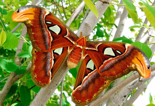 10. Bướm khế (bướm đêm Atlas). Thuộc họ Ngài hoàng đế, được tìm thấy ở rừng nhiệt đới và cận nhiệt đới của Đông Nam Á. Sải cánh của chúng cũng thuộc loại lớn nhất, từ 25-30 cm. Bướm khế là một trong 3 loài bướm có tên trong Sách đỏ Việt Nam (bướm khế, bướm đuôi dài, bướm phượng).