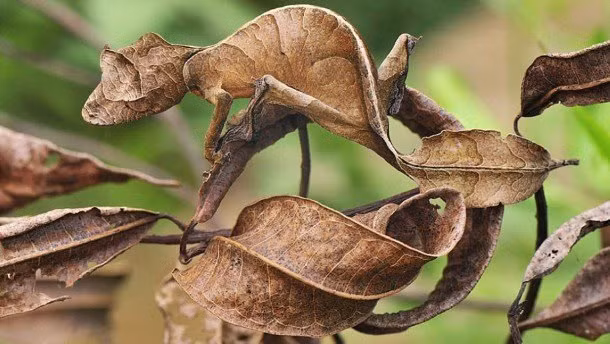 Khá tinh vi khi ngụy trang, tắc kè biến thành chiếc lá khô trong nháy mắt.